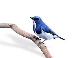 schöner blauer Vogel, ultramariner Fliegenfänger, auf Ast hockend