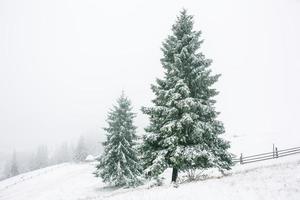 schöne Winterlandschaft mit schneebedeckten Bäumen
