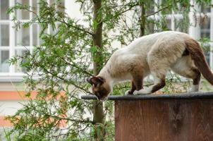 eine Katze auf der Straße läuft und klettert auf Dächer foto