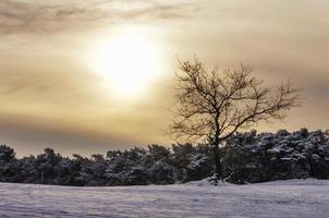 Baum in der Schneelandschaft zur Sonnenaufgangszeit mit bewölktem Himmel