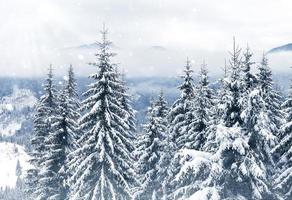 schöne Winterlandschaft mit schneebedeckten Bäumen