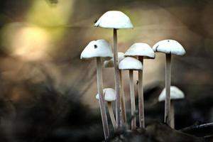 kleine giftige Pilze ungewöhnlich foto