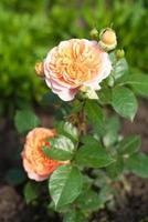 nostalgische Teerosenhybride chippendale. Schöner Busch aus gelben rosa Rosen in einem Sommergarten. Rosengarten. foto