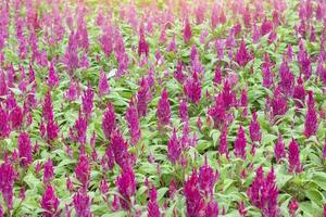 rosa celosia plumosa, burgserie, hahnenkamm oder hornvogel mit sonnenlicht im garten auf naturhintergrund. foto