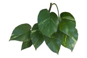 epipremnum aureum oder goldene pothos, die auf weißem hintergrund isoliert wurden, enthielten einen beschneidungspfad. foto