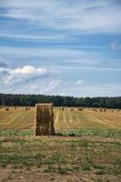 Strohballen auf einem abgeernteten Weizenfeld. Ernährungsversorgung. Landwirtschaft, um die Menschheit zu ernähren foto
