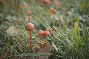 orangefarbene filigrane Pilze auf einer Wiese. Makroansicht aus dem Lebensraum. Naturfoto. Foto aus Brandenburg