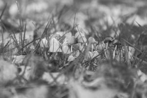 eine Gruppe filigraner kleiner Pilze, aufgenommen in Schwarzweiß, auf dem Waldboden foto