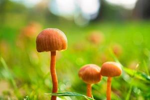 orangefarbene filigrane Pilze auf einer Wiese. Makroansicht aus dem Lebensraum. Naturfoto. Foto aus Brandenburg