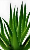 grüne Aloe Vera foto