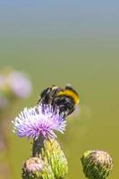 Bienen Hummeln und Wespen fliegen in lila rosa Blüten. foto