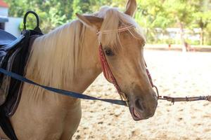 Reiten an touristischen Attraktionen foto