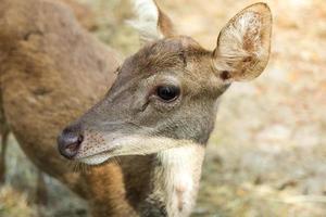 Rehe im Zoopark foto