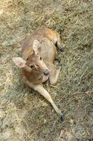 Rehe im Zoopark foto