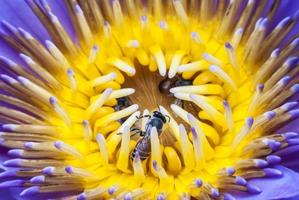Biene auf schöner Lotusblume.