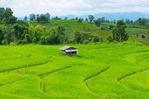 Reisfeld mit Häuschen in Thailand foto