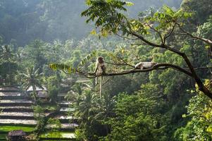 Makaken (Macaca fascicularis) im Regenwald sitzen auf Baum in s