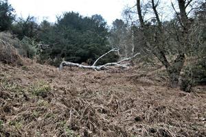 ein blick auf die landschaft von shropshire bei grinshill foto