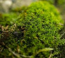 grünes moos in der waldnahaufnahme. natürlichen Hintergrund foto