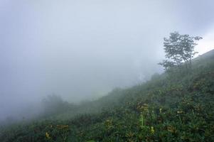 Berglandschaft mit Rhododendron-Dickicht im Kaukasus im Nebel foto