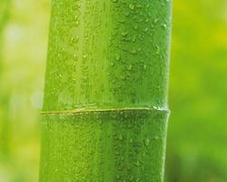 frischer grüner Bambus