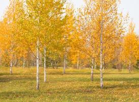 leicht unscharfer Hintergrund der Herbstbäume