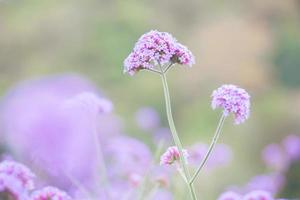 Lila Verbena-Blume im Garten foto