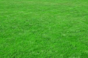 Foto der Baustelle mit gleichmäßig geschnittenem grünem Gras. rasen oder gasse mit frischem grünem gras