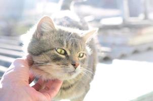 Eine junge graue Katze genießt es, wie sein Hals gekratzt wird. eine menschliche hand streichelt den hals eines haustieres foto