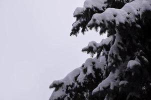 Zweige der Fichte foto