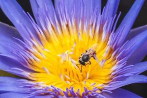 Biene auf schöner Lotusblume.