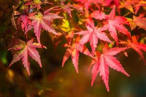 Herbst Ahornblätter foto