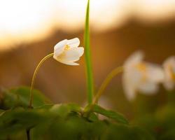 Anemone Nemorosa - einzelne weiße Blume