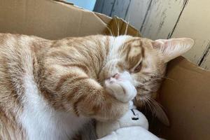 schlafende Katze mit einer Puppe. Tabby-Kätzchen, das bequem döst, umarmt Teddybär auf Pelzweißteppich. kleine katze schläft auf kuscheliger decke umarmt spielzeug. süße Träume des Babykätzchens. foto