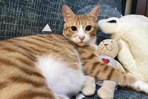 schlafende Katze mit einer Puppe. Tabby-Kätzchen, das bequem döst, umarmt Teddybär auf Pelzweißteppich. kleine katze schläft auf kuscheliger decke umarmt spielzeug. süße Träume des Babykätzchens. foto