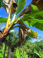 Bananenblüte auf dem Baum auf der Plantage Sumedang, Westjava, Indonesien foto