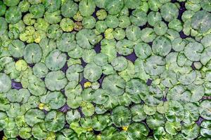 Draufsicht auf ein Lotusblatt auf einem Teich mit Hintergrund foto