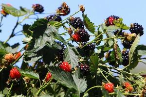 Himbeersträucher mit reifen Beeren im Stadtpark. foto