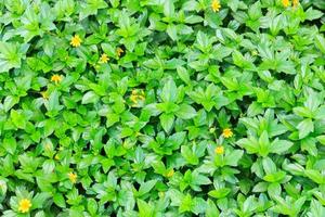 grüner Blätter- und gelber Blütenhintergrund foto