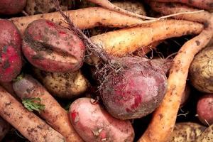 Hintergrund von schmutzigem Gemüse. Karotten, Rüben und Kartoffeln nach der Ernte aus nächster Nähe. foto