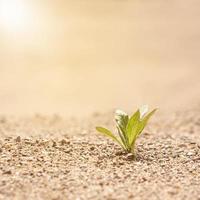 allein grüne pflanze, die vom sonnenlicht auf dem sand beleuchtet wird. das Konzept des Überlebens. Foto mit Kopierbereich.