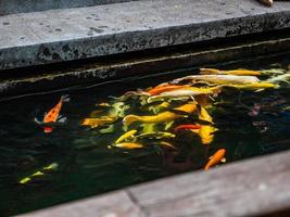 Koi-Fische im Wasserteich bei San Chao Pu Ya Shrine Foundation in Udon Thani City Thailand. foto