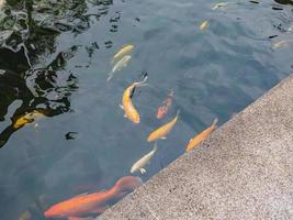 Koi-Fische im Wasserteich bei San Chao Pu Ya Shrine Foundation in Udon Thani City Thailand. foto