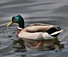 Blick auf eine Stockente foto