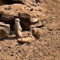 ein Blick auf ein Erdmännchen foto