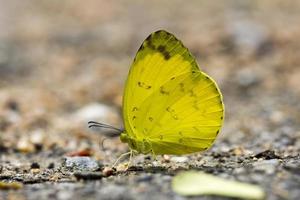 dreipunktiger grasgelber Schmetterling
