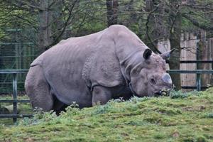 ein Blick auf ein Nashorn foto