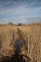 Blick auf das Naturschutzgebiet Leighton Moss foto