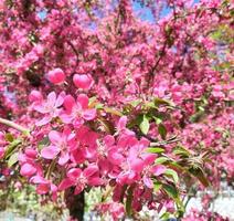 Blumen eines rosa blühenden Apfelbaums im Frühjahr an sonnigen Tagen foto