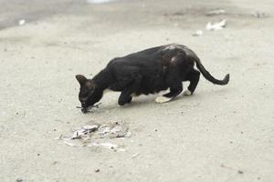 Obdachlose Katze schwarz. Katze. Haustier ohne Besitzer. foto
